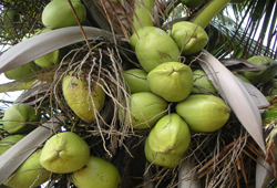 MINOLTA DIGITAL CAMERA