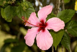 hibiskus
