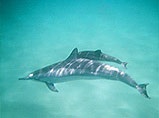 ocean dolphins