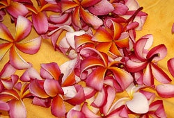 plumeria