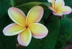plumeria