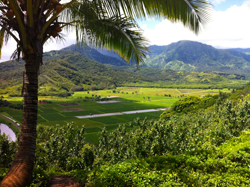 hanalei-taro-fields