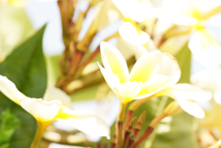 plumeria-light